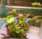 Preview: Wasserbanane, Nymphoides aquatica